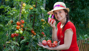 Dame plukker tomater