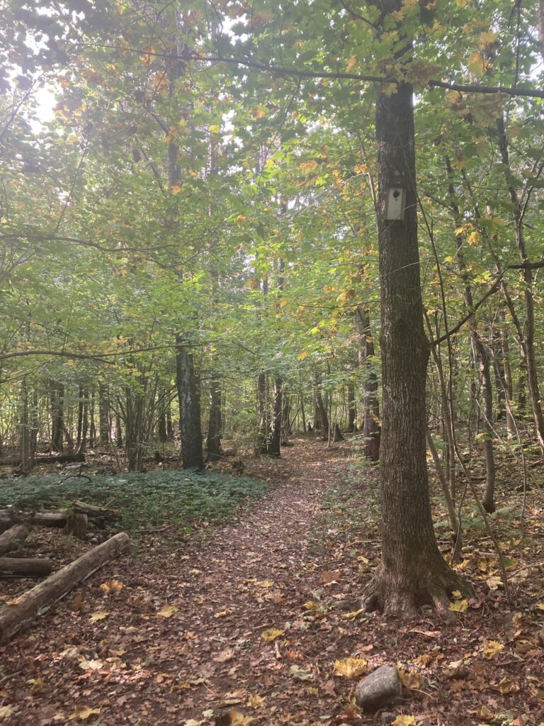 Sti gjennom skog